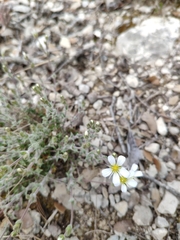 Arenaria grandiflora