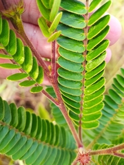 Chamaecrista imbricans