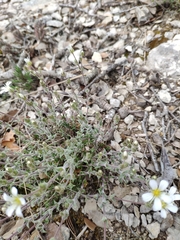 Arenaria grandiflora