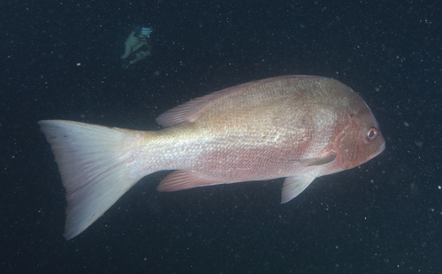 Crimson snapper (Lutjanus erythropterus) — Lutjanidae — 4