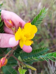 Chamaecrista imbricans