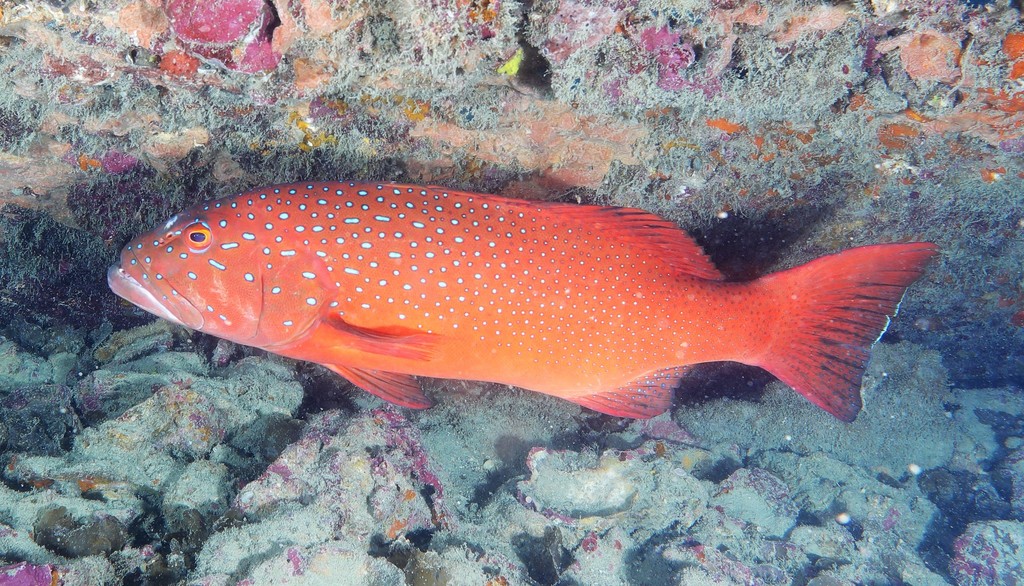 Spotted Coralgrouper