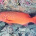 Spotted Coral Grouper - Photo (c) John Sear, some rights reserved (CC BY-NC), uploaded by John Sear