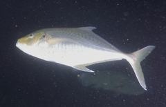 Platycaranx chrysophrys