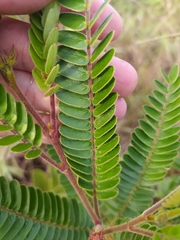 Chamaecrista imbricans