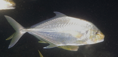Platycaranx chrysophrys