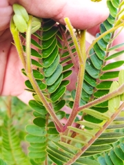 Chamaecrista imbricans