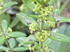 Cruciata laevipes