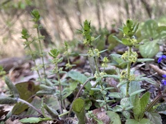 Cruciata laevipes
