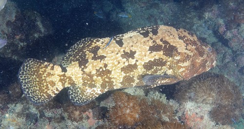 Black rock-cod (Epinephelus fuscoguttatus) — Serranidae — 5