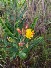 Chamaecrista imbricans