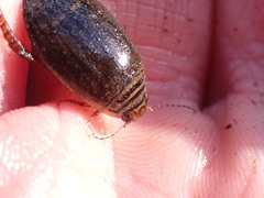 Acilius semisulcatus