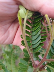 Chamaecrista imbricans