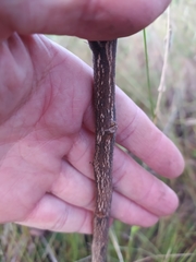 Chamaecrista imbricans