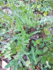 Pyrrhopappus carolinianus image