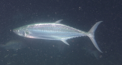 Shark Mackerel photo 4