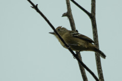 Thamnophilus ambiguus