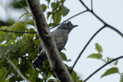 Thamnophilus ambiguus