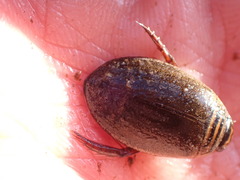 Acilius semisulcatus