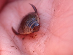 Acilius semisulcatus