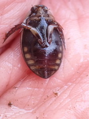 Acilius semisulcatus