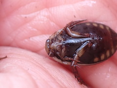 Acilius semisulcatus