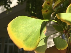 Ginkgo biloba