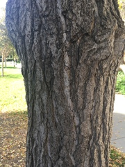 Ginkgo biloba