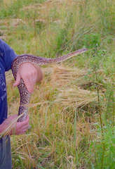 Acrantophis dumerili