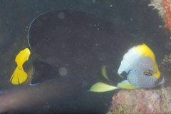 Chaetodontoplus meredithi