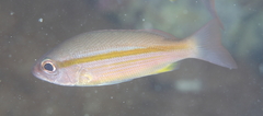 Lutjanus lutjanus