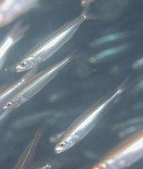 Dipterygonotus balteatus