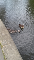 Alopochen aegyptiaca