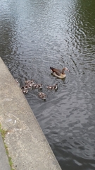 Alopochen aegyptiaca