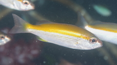 Lutjanus lutjanus