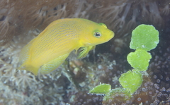 Pseudochromis fuscus