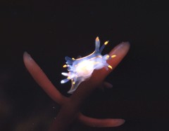 Ancula gibbosa