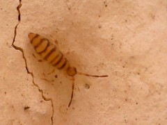 Entomobrya nigrocincta