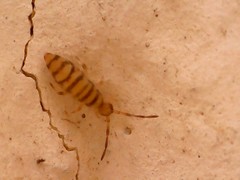 Entomobrya nigrocincta