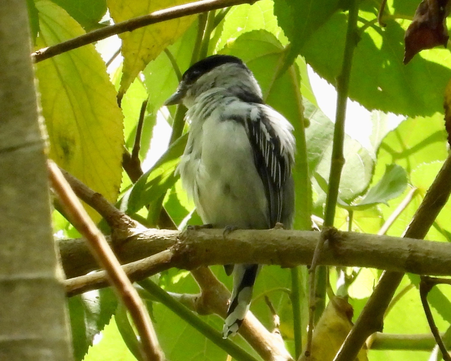 Grey-collared Becard (Pachyramphus major)
