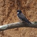 Black-capped Swallow - Photo (c) Grete Pasch, some rights reserved (CC BY), uploaded by Grete Pasch