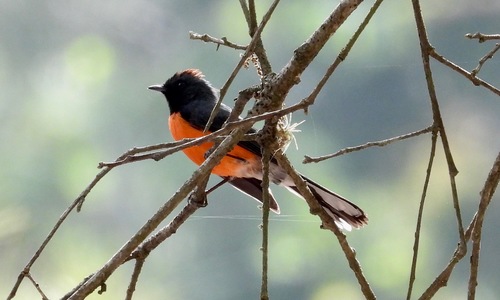 Slate-throated Whitestart (Myioborus miniatus), photo 5