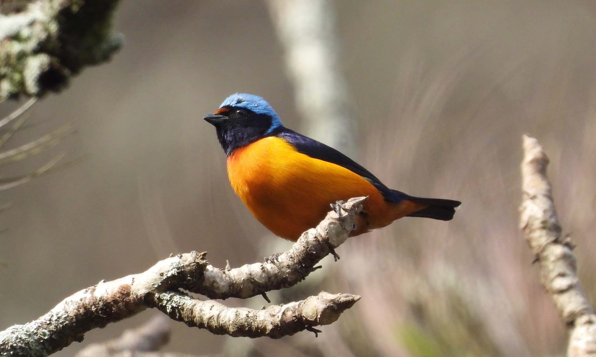Elegant Euphonia illustration