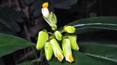 Caamembeca salicifolia