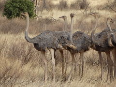 Struthio molybdophanes