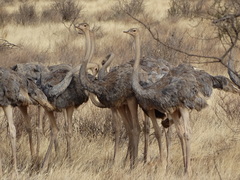 Struthio molybdophanes