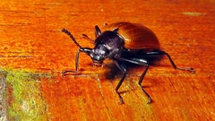 Stenochiini