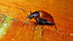 Stenochiini