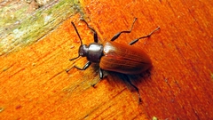 Stenochiini