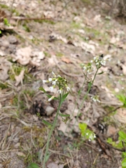 Arabidopsis thaliana